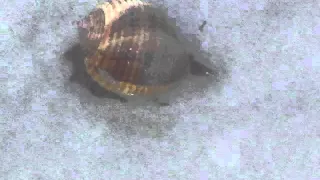 Coolimba Partridge Tun Sea Snail
