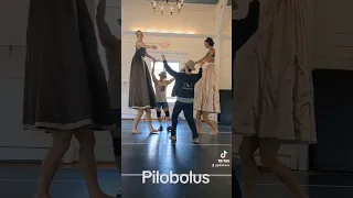 Microdose Pilobolus from Untitled...the Pavane