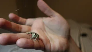 The most ADORABLE pet jumping spider. (she gives me a high five)