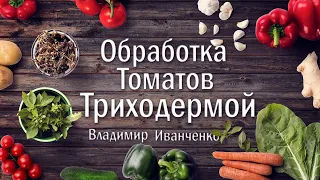 Обработка томатов триходермой от фитофтороза