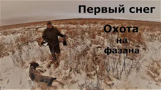 Охота на фазана по первому снегу с мр-155 профи# часть 1