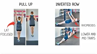 The Pull Up vs. The Inverted Row