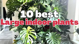 10 best large indoor plants | Tall beautiful houseplants that make a statement