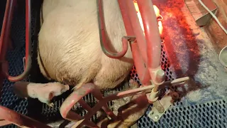 Парвовірусна інфекція свиней