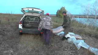 Гороховая эпопея близится к концу .  Собранное в мешки  увозим.  07. 09. 2019