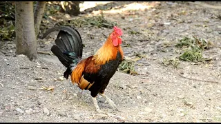 Chicken Courtship Behavior
