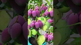 new and easy techniques for how to reproduce mango trees quickly grow roots and flowers.