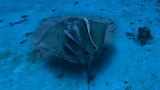 Helping a Struggling Stingray Who Was Flipped Upside Down