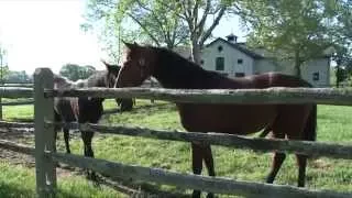 Erdenheim Farm with Morgan Horses
