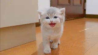 The kitten meowing loudly and asking for something was so cute...