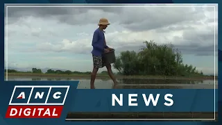 Nueva Ecija lost around P103-M worth of rice grains due to El Nino | ANC