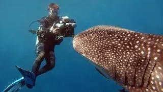 Whale Sharks - Reef Life of the Andaman - Part 3