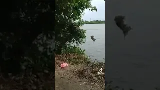 crocodile attack in river - India