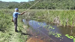 Jogou a isca na boca da traíra, só não esperava ela fazer isso... Pescaria raiz