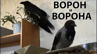 Ворона Капля и Ворон Тиша - ИньЯнь