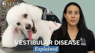 Vestibular Disease in Dogs | Signs, Diagnosis, Causes and Treatment