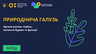 6 клас. Біологія. Органи рослин. Корінь: загальна будова та функції