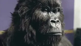 CADBURY: GORILLA (Phil Collins) (Cannes advertising) (Film Lions Grand Prix 2008)