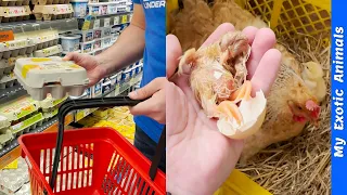 This mother chicken adopted eggs from supermarket! 🐣