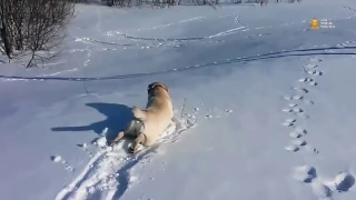 ► Пёс лабрадор катается по снегу с горки || Позитивное видео 😎