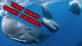 Why Sperm Whales Are, Unquestionably, The COOLEST Marine Mammal | Alien Ocean