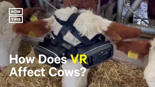 Cow Breeder Uses VR to Increase Milk Production