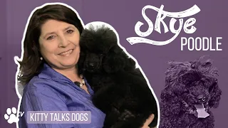 Kitty Talks Dogs: grooming Skye the Miniature Poodle | TRANSGROOM