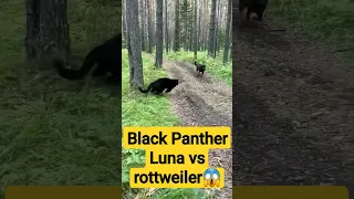 Black Panther Luna vs rottweiler #shorts #trending @Lunathepantera #j7ngle #junglenews #wildlife