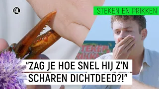 JURRE WORDT GEKNEPEN DOOR EEN KREEFT!! | Steken en Prikken S2 #2 | NPO Zapp