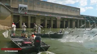 Tackling Invasive Carp in Tennessee