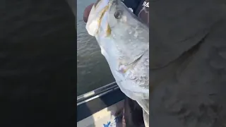 BIG Barramundi 😱 Fishing NT Australia #shorts