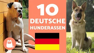 Die 10 beliebtesten DEUTSCHEN HUNDERASSEN - Hunde deutscher Herkunft