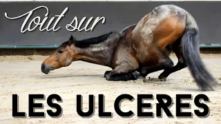 Les ulcères : causes, traitements, bons plans & conseils ! 🐴