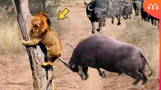 LION CHALLENGES BUFFALOES AND GETS BAD