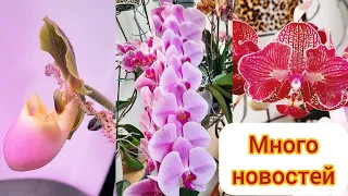 Орхидеи великолепные!  Почему не снимала. Марсель и Ютта. Видеот25 марта 2022 г.