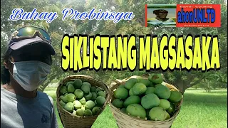 MANGO FARMING I #Buhayprobinsya #ahonunlimited