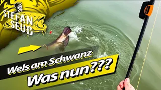 WELS am SCHWANZ!! | Was nun?? Warum?? Welsangeln im Flachwasser