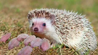 Mommy Hedgehog Giving Birth At Home To Many Cute Babies- Animal Giving Birth Videos