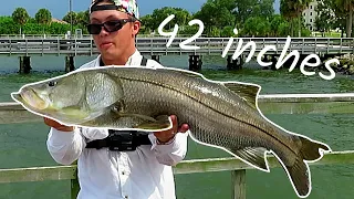 My Personal Best Snook In Tampa Bay!