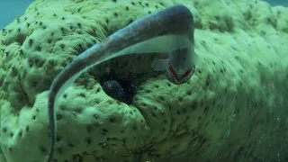 Pearlfish's Gross Hiding Spot | BBC Earth
