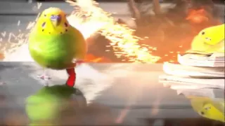 Epic Parrot saved from a cat   With Explosions
