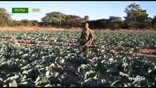Cabbage Production Tips 2020