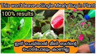 7 Methods to Get Rid of Mealybug from Garden | മീലി ബഗ് നെ ചെടിയിൽ നിന്നു തുരത്താൻ 7 മാർഗ്ഗങ്ങൾ