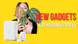 New And Exciting Plant Gadgets - Rare Anthurium Hybrid Updates