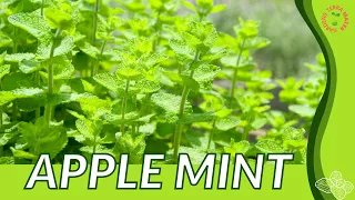 Everything About  APPLE MINT in 1 Minute (History, Growing, Nutrition, Companion Planting!)