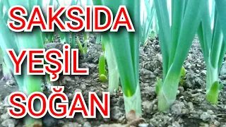 Saksıda Yeşil Soğan Nasıl Üretilir