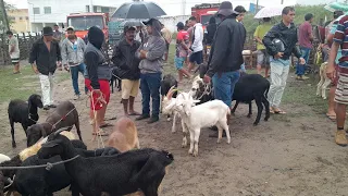 Feira de Caprinos em Surubim Pernambuco 07 de junho de 2024