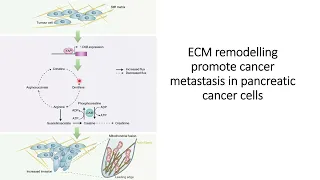 Mechanotransduction changes in the pancreatic cancer cells promotes metastasis #Code: 545