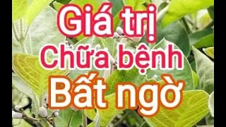 Công dụng chữa bệnh của cây Mơ lông.