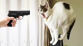 Funniest Animals 2022 😂 Best Funniest Cats and Dogs 😺🐶 Part 36 | Pets Family TV